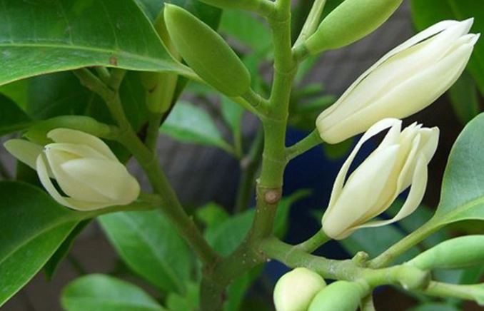 白蘭花栽培 白蘭花栽培