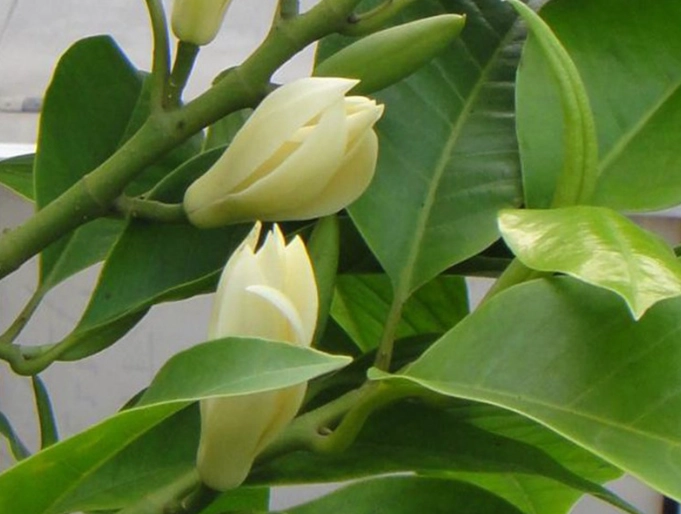 白蘭花栽培 白蘭花栽培