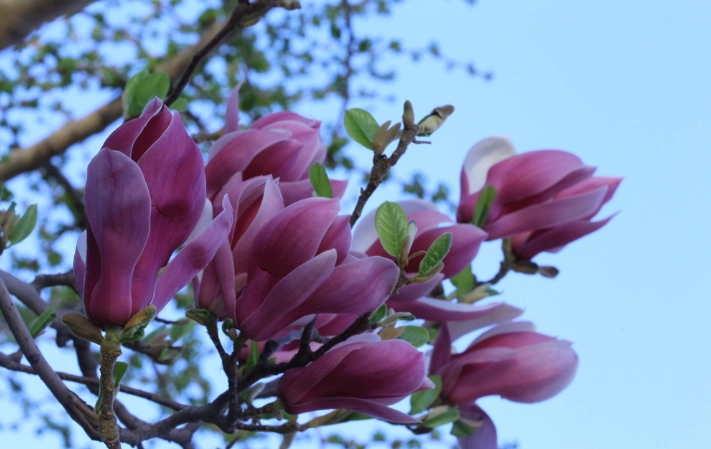 玉蘭花開花時間 玉蘭花開花時間