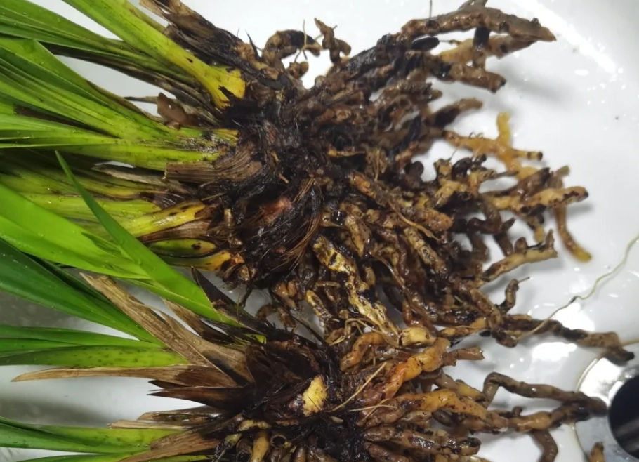 蘭花病害防治 蘭花病害防治