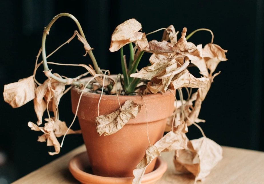 植物急救方法 植物急救方法