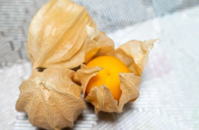 燈籠果生命週期 燈籠果生命週期