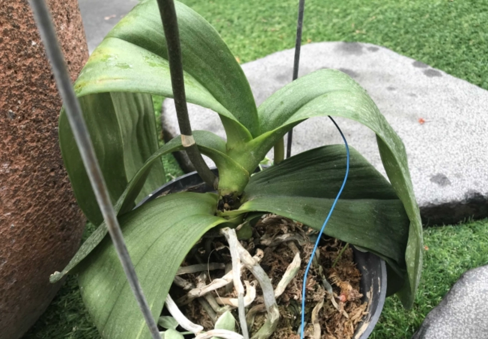 蘭花葉子軟化處理 蘭花葉子軟化處理