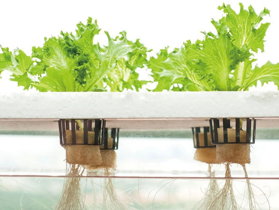 水耕栽培技巧 水耕栽培技巧