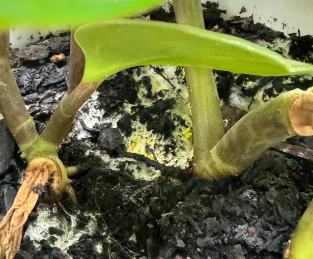 植物根部發霉 植物根部發霉