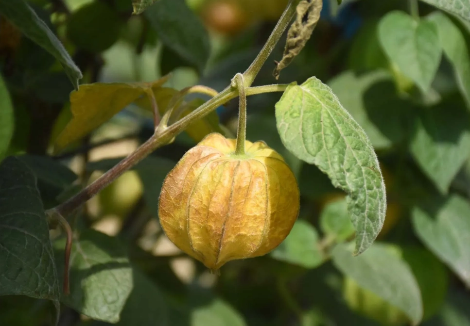 燈籠果種植光照