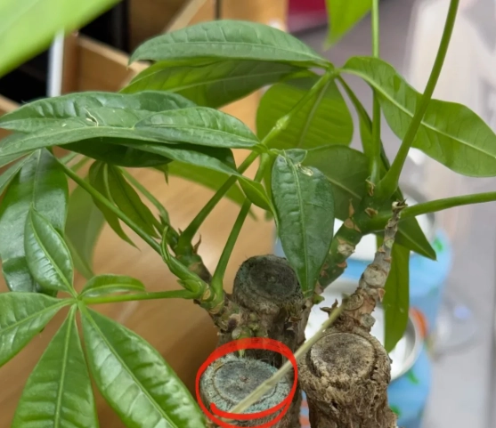 如何防止植物發霉