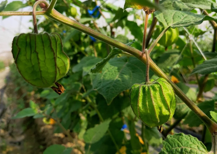 燈籠果日照需求