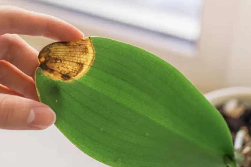 蘭花葉子變黃原因 蘭花葉子變黃原因