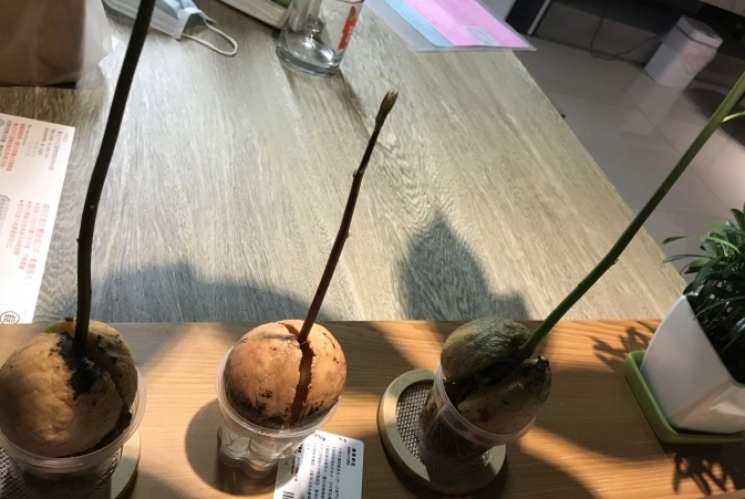 酪梨種植技巧 酪梨種植技巧