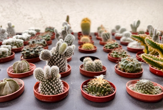 養仙人掌好處 養仙人掌好處