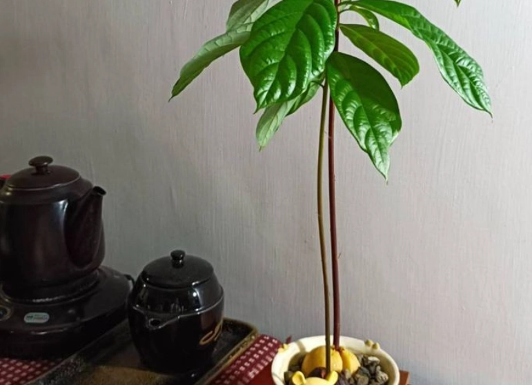 酪梨树修剪时机