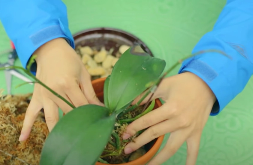 蘭花繁殖方法 蘭花繁殖方法