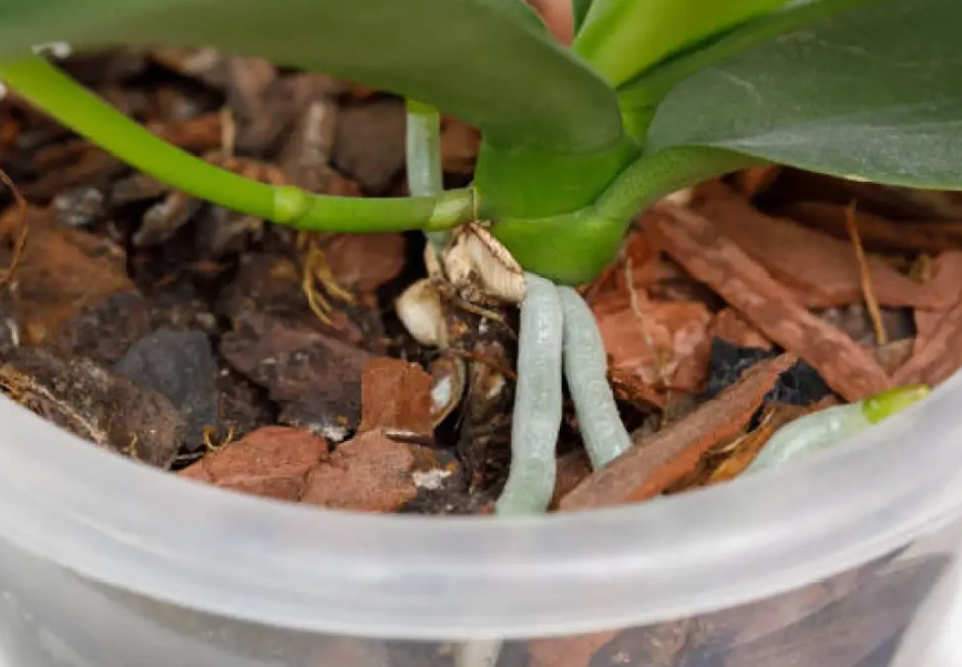 樹皮介質養護 樹皮介質養護