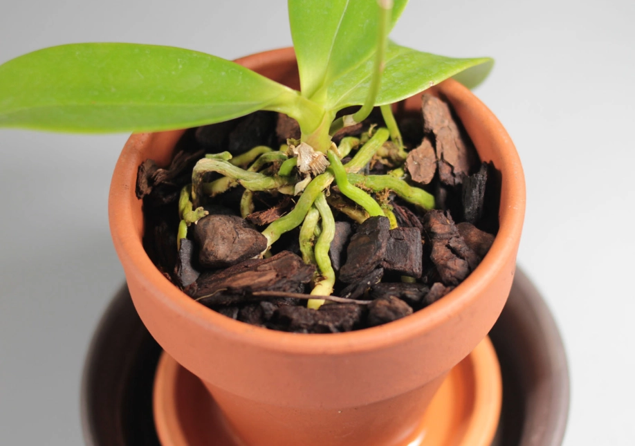 蝴蝶蘭澆水頻率 蝴蝶蘭澆水頻率