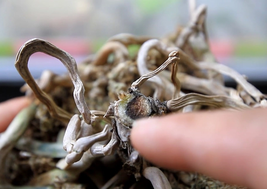 蘭花氣根乾補救