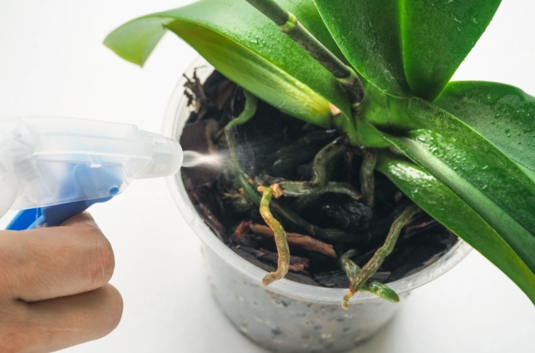 蘭花分株技巧 蘭花分株技巧