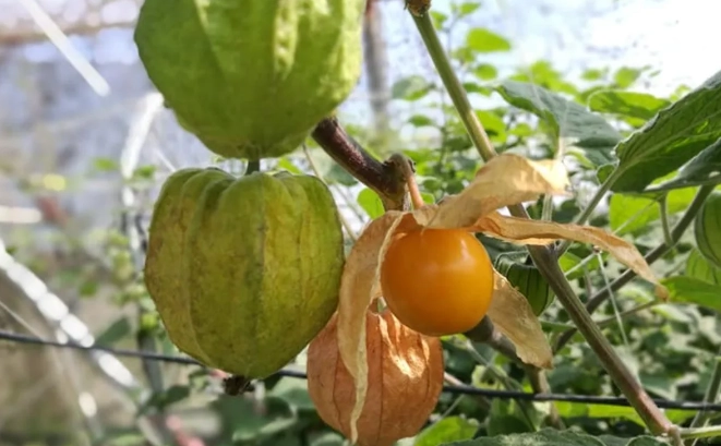 延長燈籠果壽命 延長燈籠果壽命