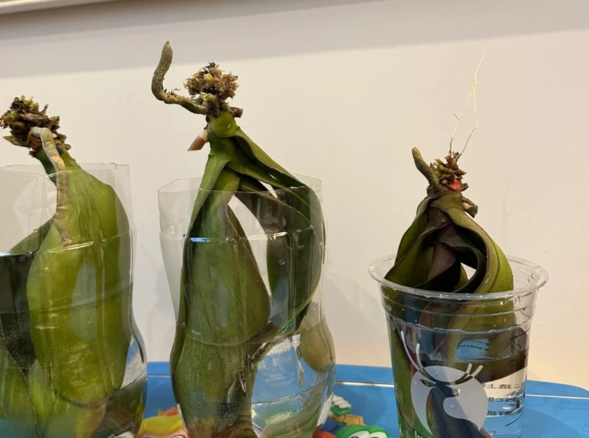 蘭花根部處理 蘭花根部處理