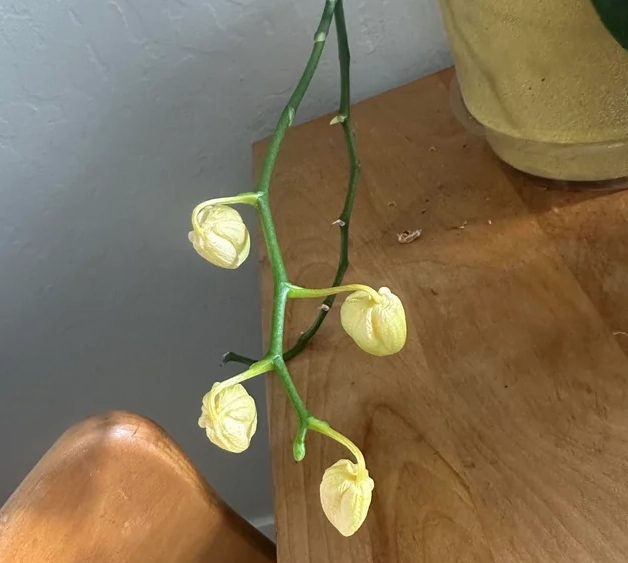 蘭花花苞不開原因