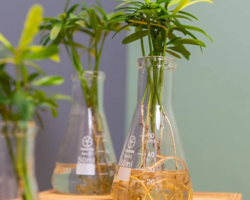 羅漢松水耕方法 羅漢松水耕方法