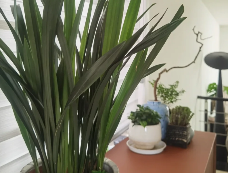 蘭花不開花怎麼辦