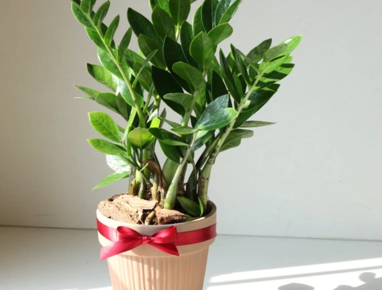 室內盆栽樹木 室內盆栽樹木