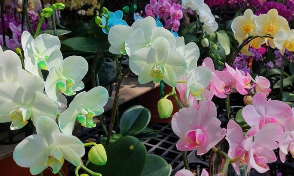 蘭花送禮顏色 蘭花送禮顏色