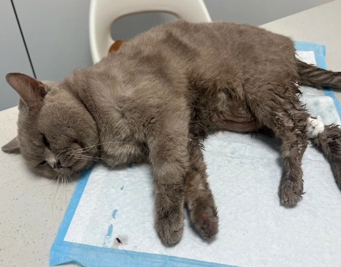 貓樟腦油中毒症狀 貓樟腦油中毒症狀