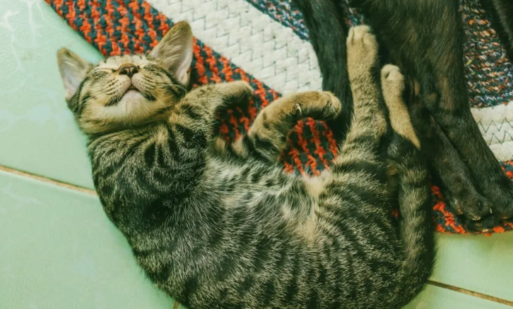 夏天貓食慾下降 夏天貓食慾下降