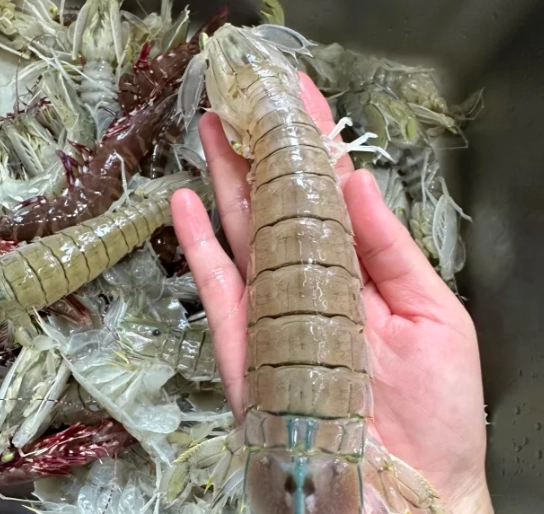 螳螂蝦料理 螳螂蝦料理