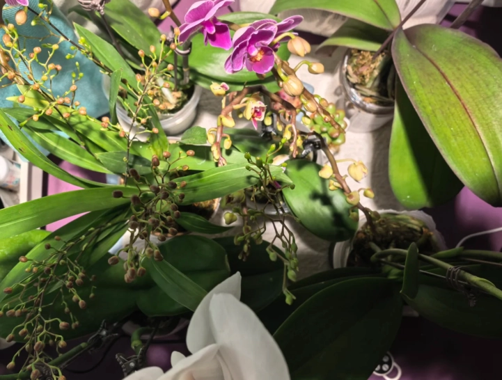 蝴蝶蘭花苞掉落