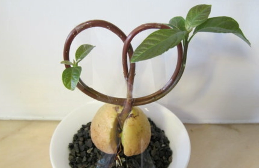 盆栽酪梨修剪方法