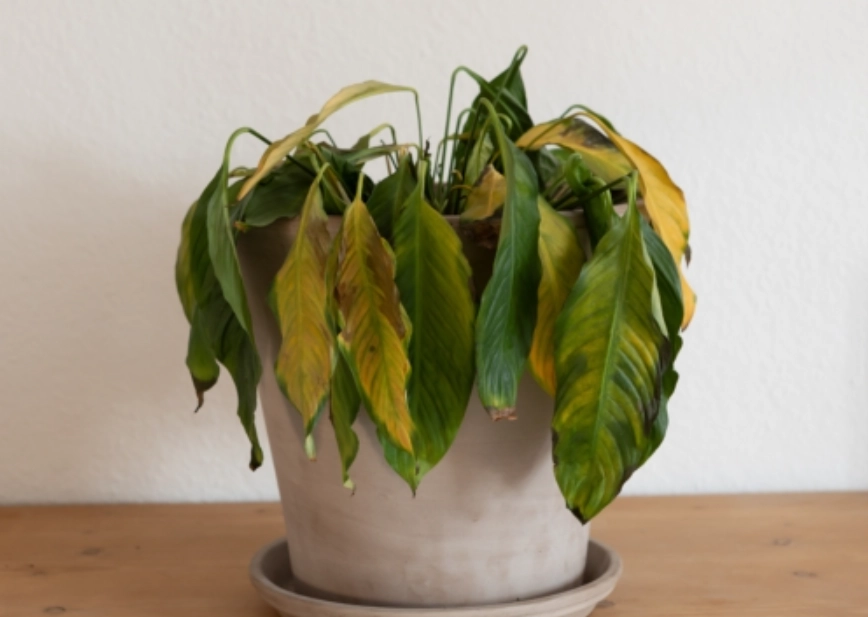 植物枯萎解決方法