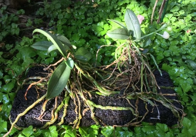 蘭花養護方法 蘭花養護方法