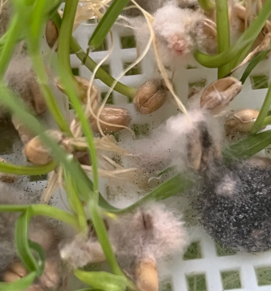 植物莖發霉處理