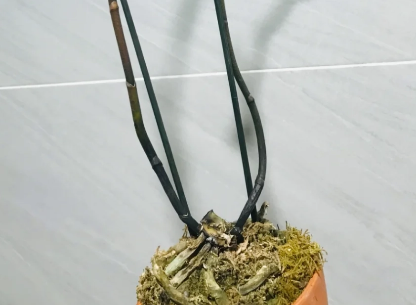 蘭花葉子掉落原因