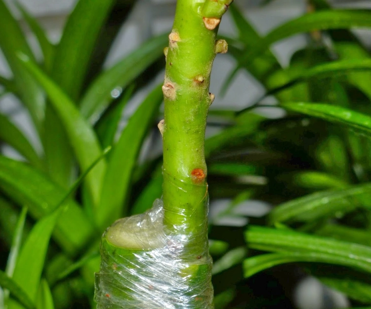 酪梨嫁接季節 酪梨嫁接季節