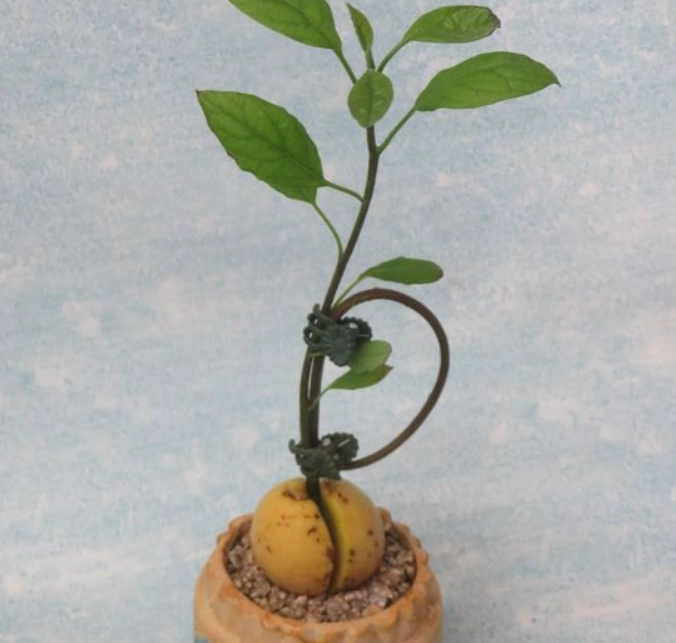 酪梨盆栽造型