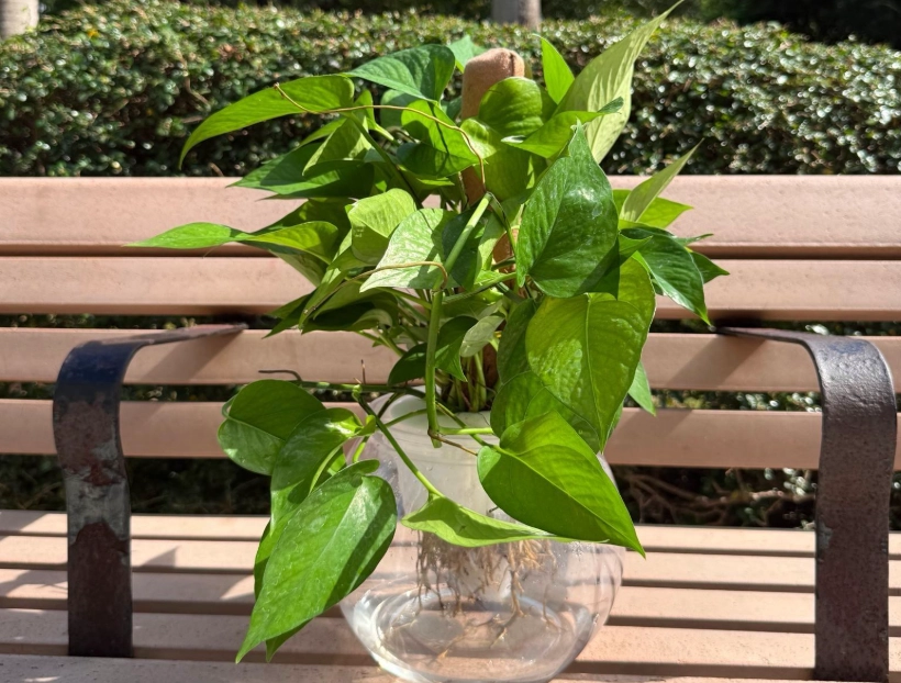 黃金葛毒性症狀 黃金葛毒性症狀