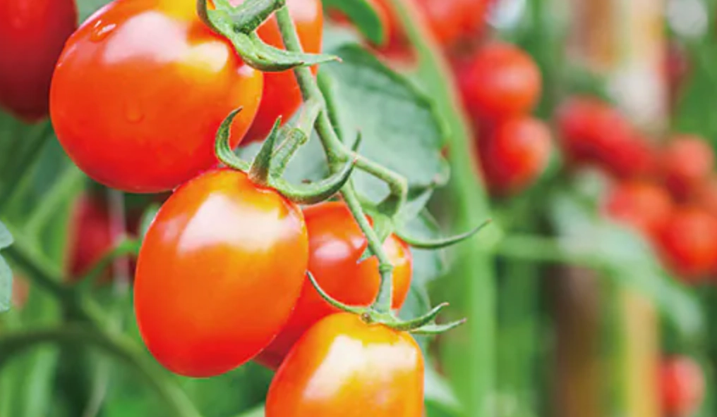 小番茄修剪方法 小番茄修剪方法