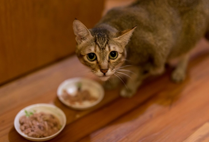 樟腦油對貓的毒性 樟腦油對貓的毒性