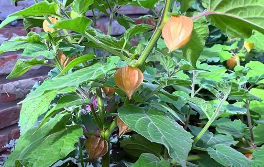 酸漿果種植方法