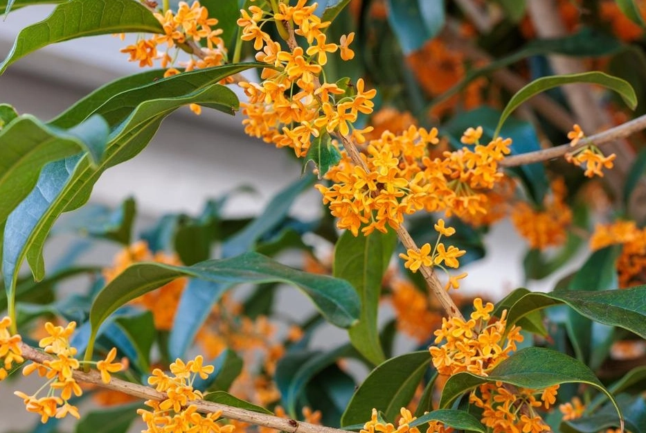 桂花树栽培环境 桂花树栽培环境