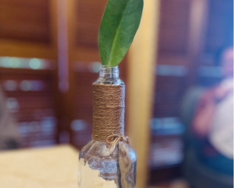 金錢樹水耕優缺點