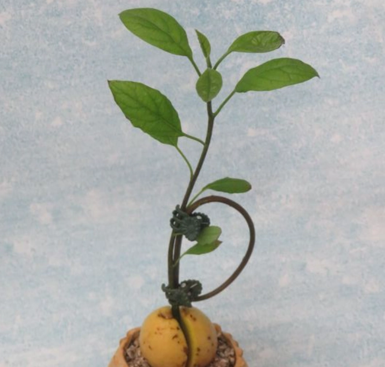 盆栽酪梨修剪方法