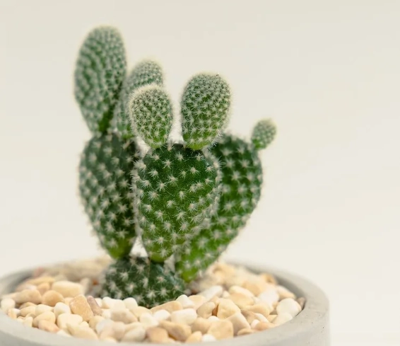 養仙人掌好處 養仙人掌好處