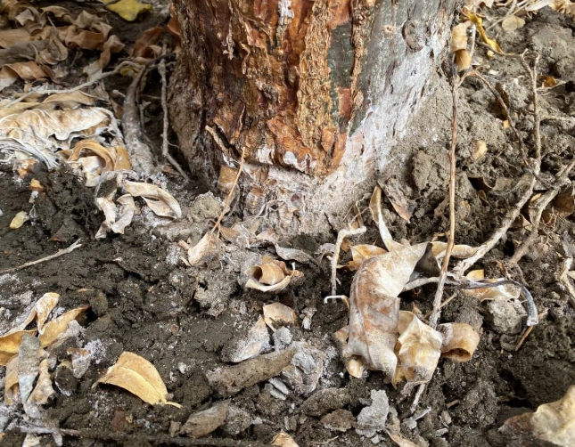 植物根部發霉 植物根部發霉