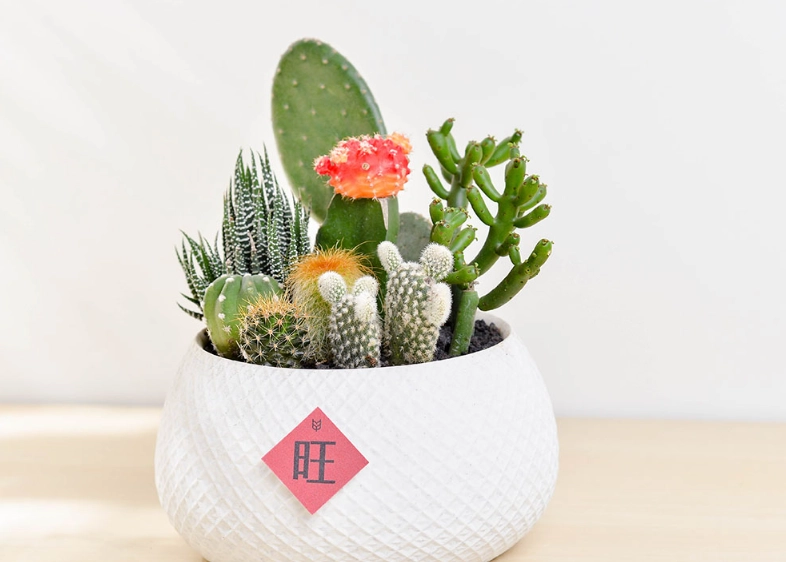 台灣盆栽樹種 台灣盆栽樹種