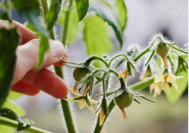 小番茄種植授粉